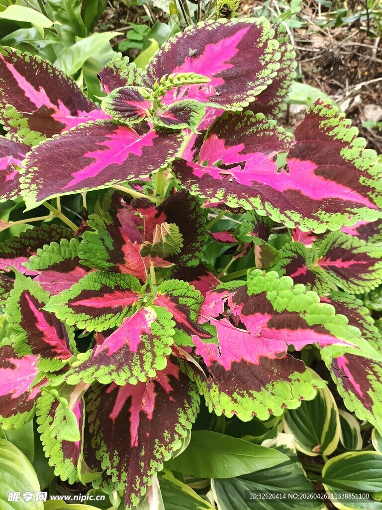 五彩斑斓彩叶草植物景观