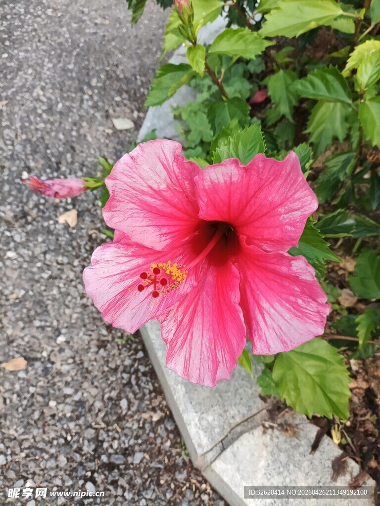 路边娇艳的粉色木槿花