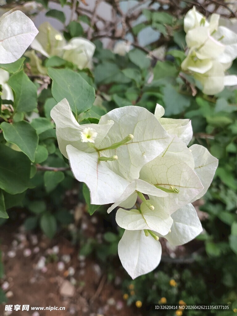 白色三角梅绽放