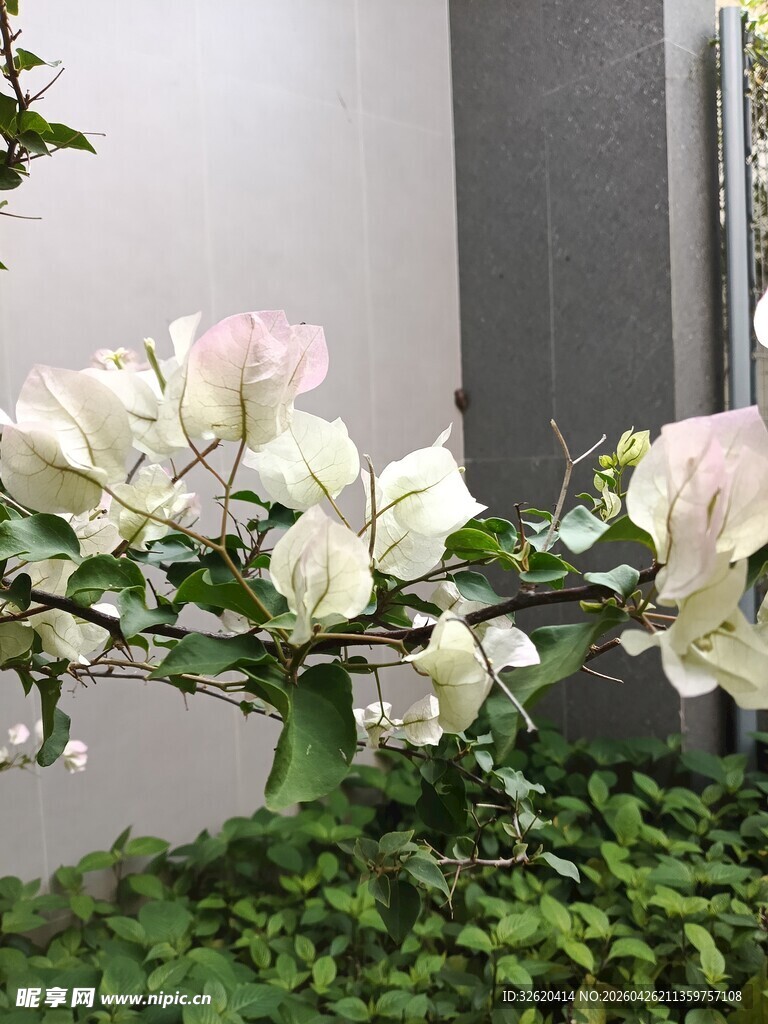 白色三角梅绽放绿意间