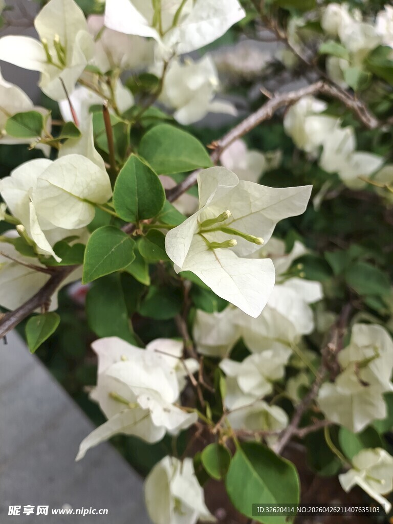 白色三角梅绽放
