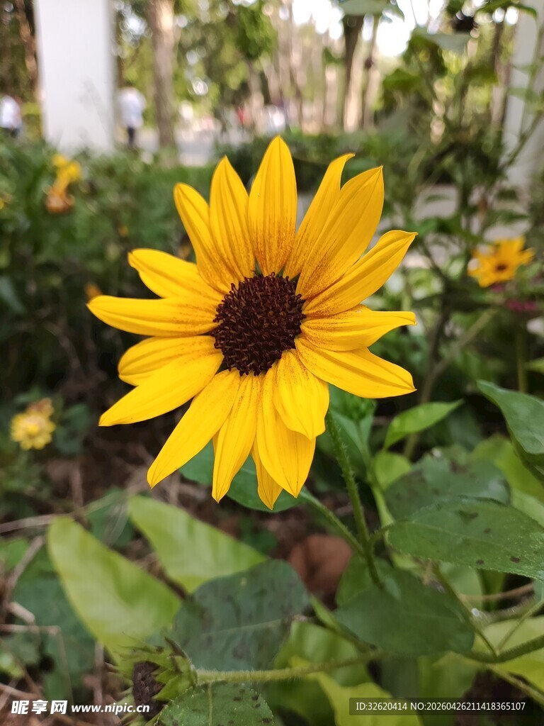黄色黑心菊