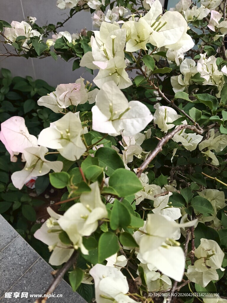 白色三角梅绽放