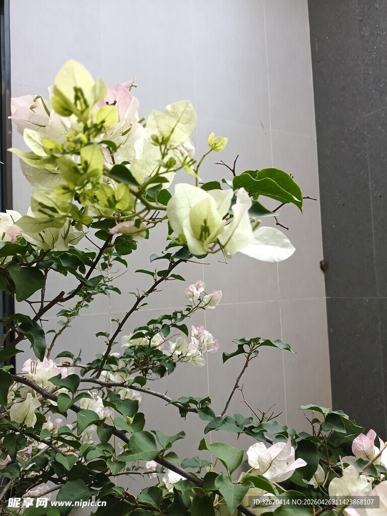 墙边绽放的清新三角梅