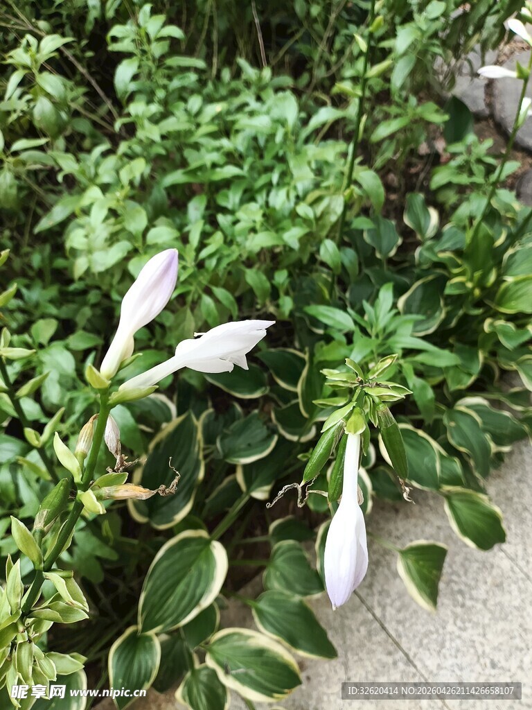 花叶植物中的白色小花