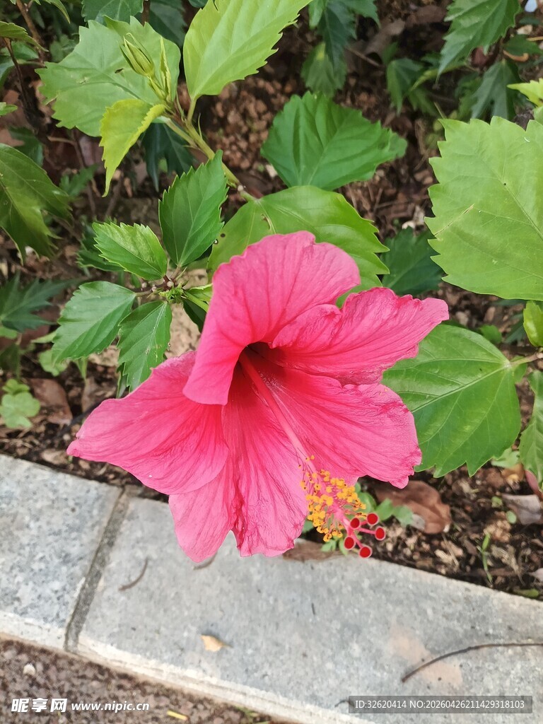 娇艳木槿花绽放于路边