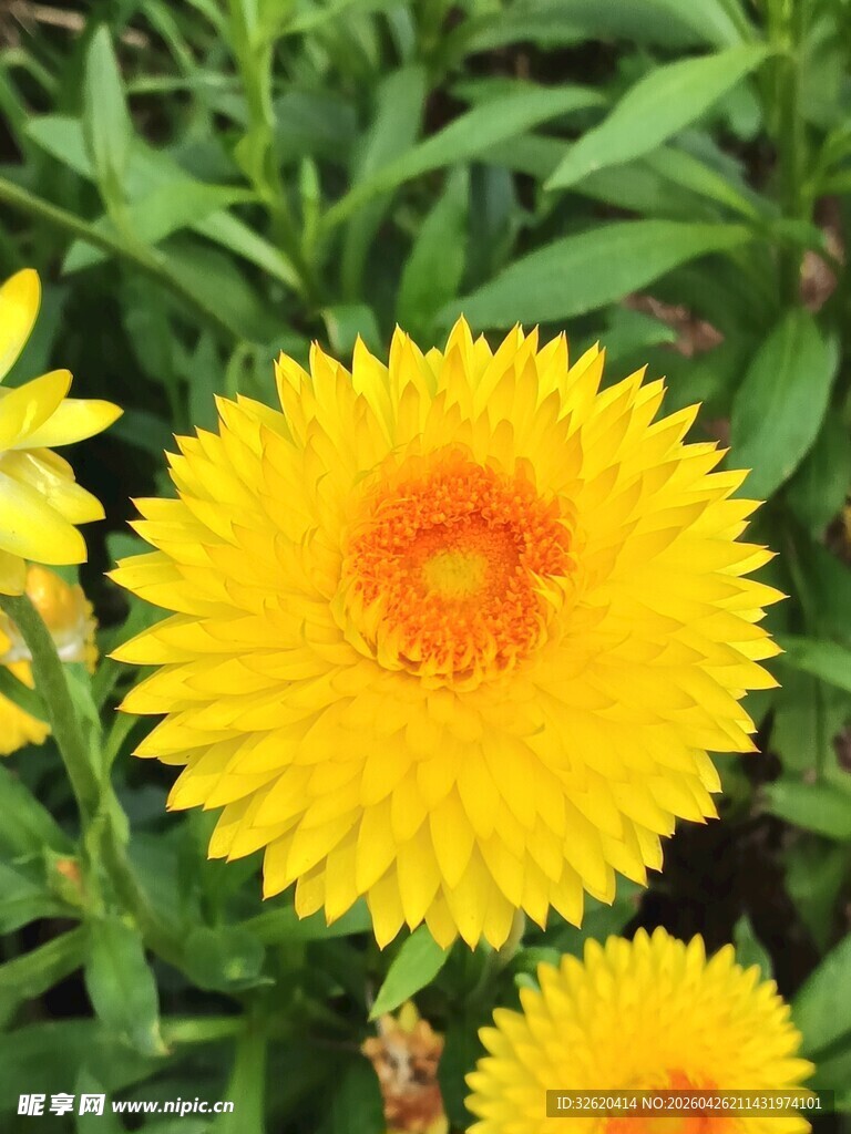 金黄灿烂的美丽雏菊