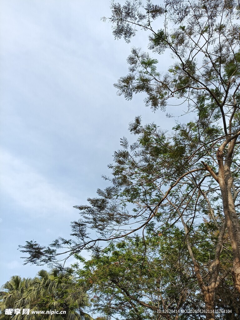 蓝天绿树间的繁茂树枝