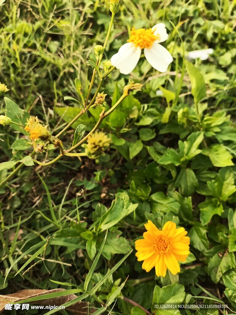 草地上的黄白相间花朵
