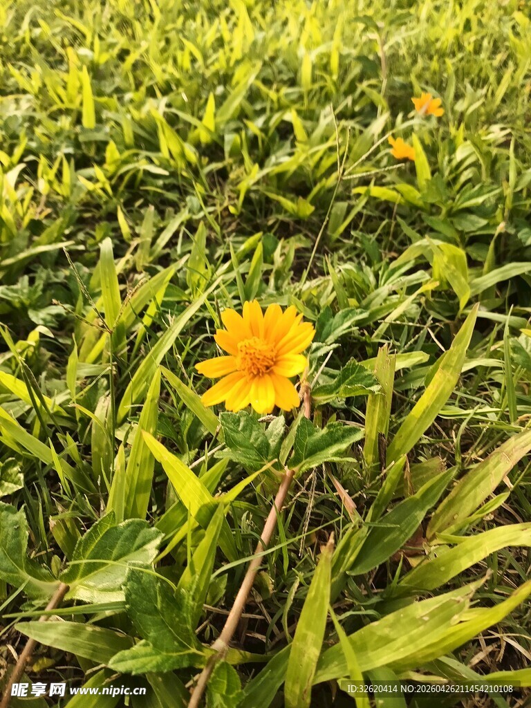 草丛中的黄色小花