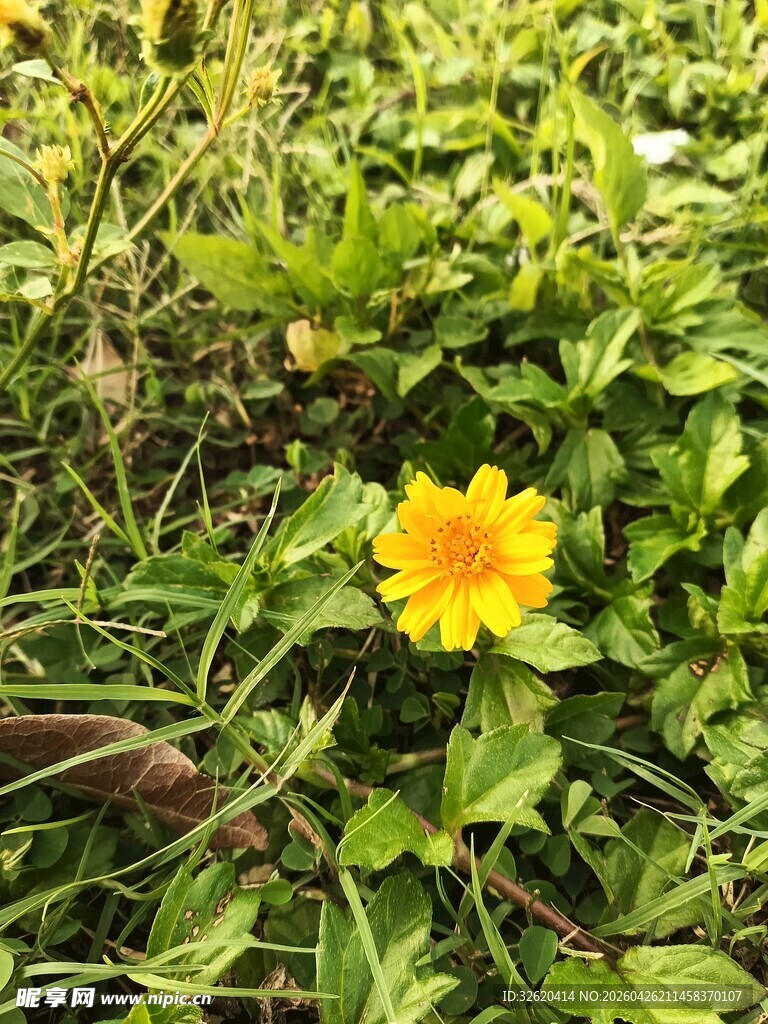 绿叶丛中的明艳黄色小花