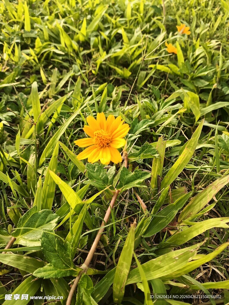 草丛中的黄色小花