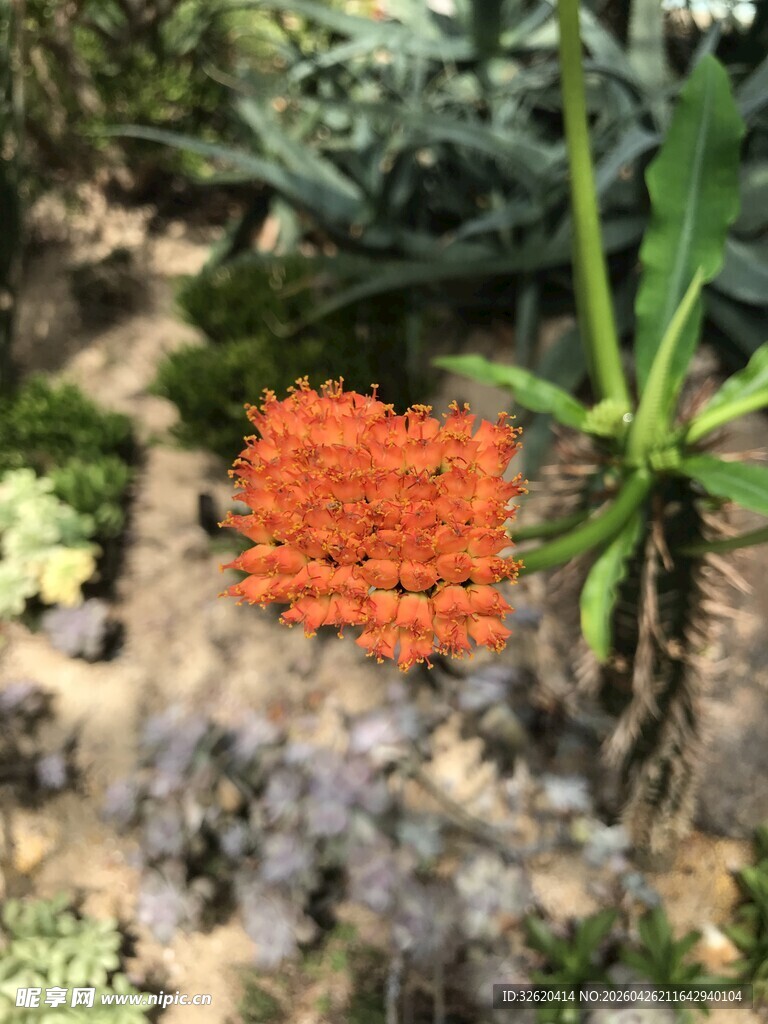 橙色花卉点缀多样绿植
