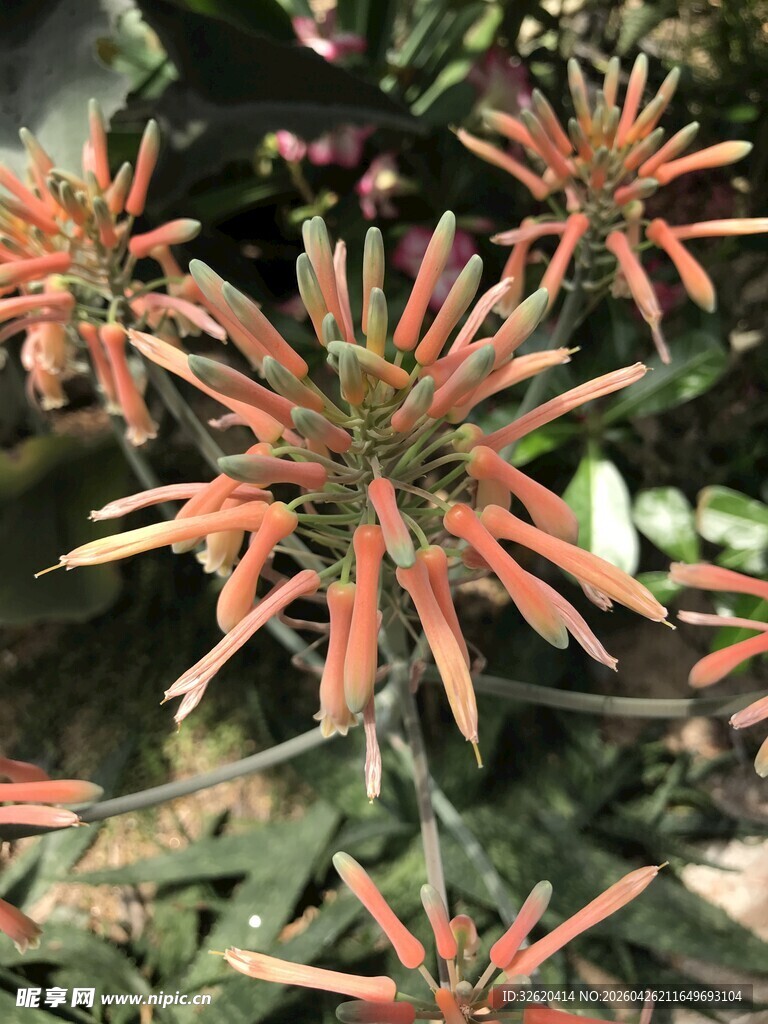 鲜艳橙花绽放