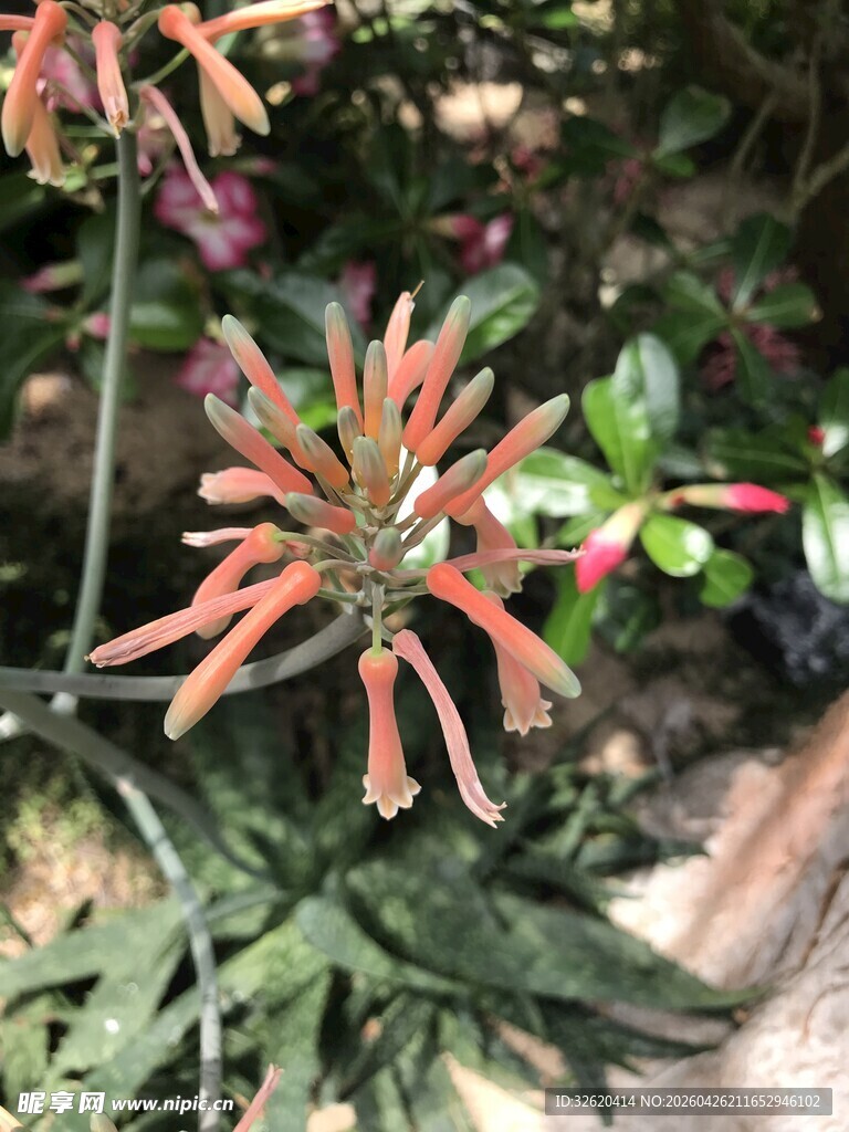 橙红色管状花