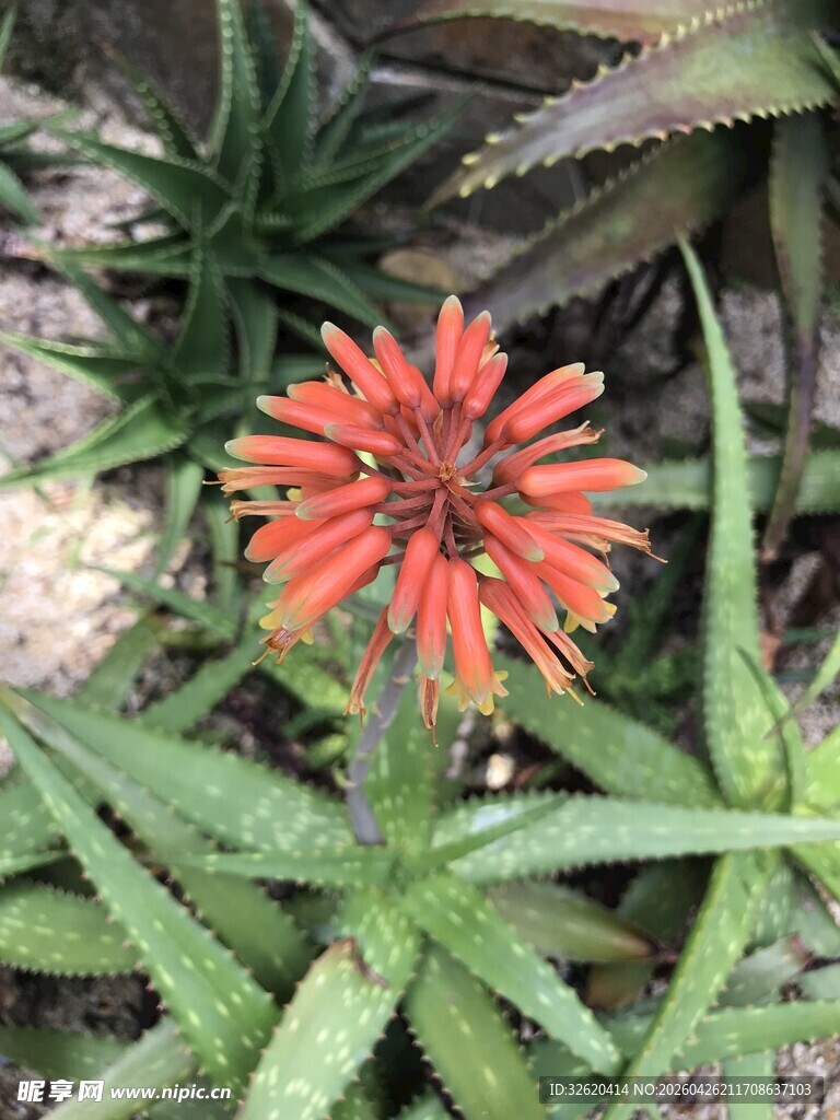 鲜艳芦荟花绽放绿意中