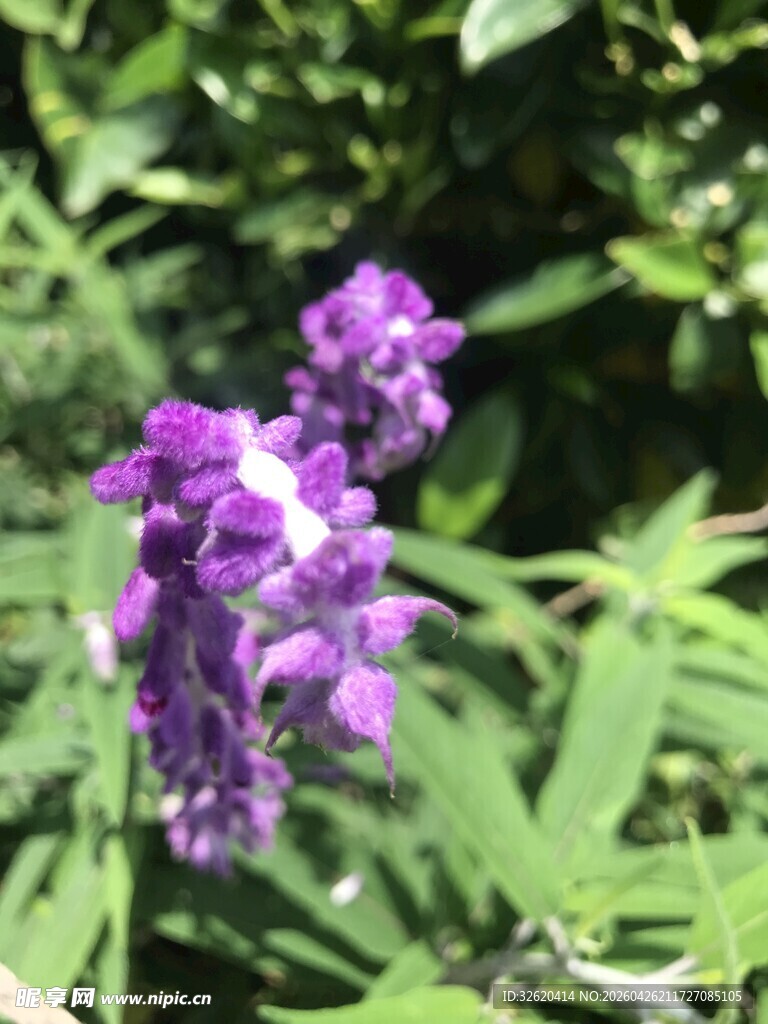 紫色花卉绽放