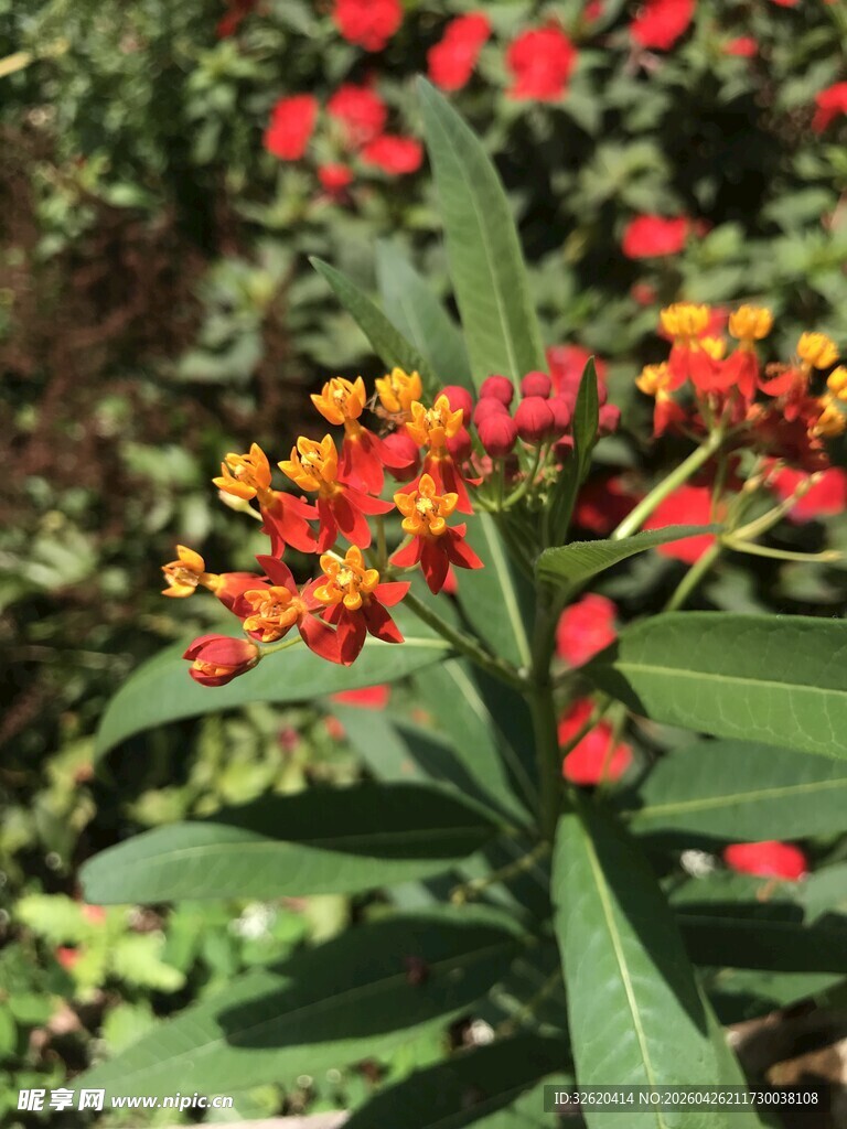 鲜艳多彩的绽放花朵