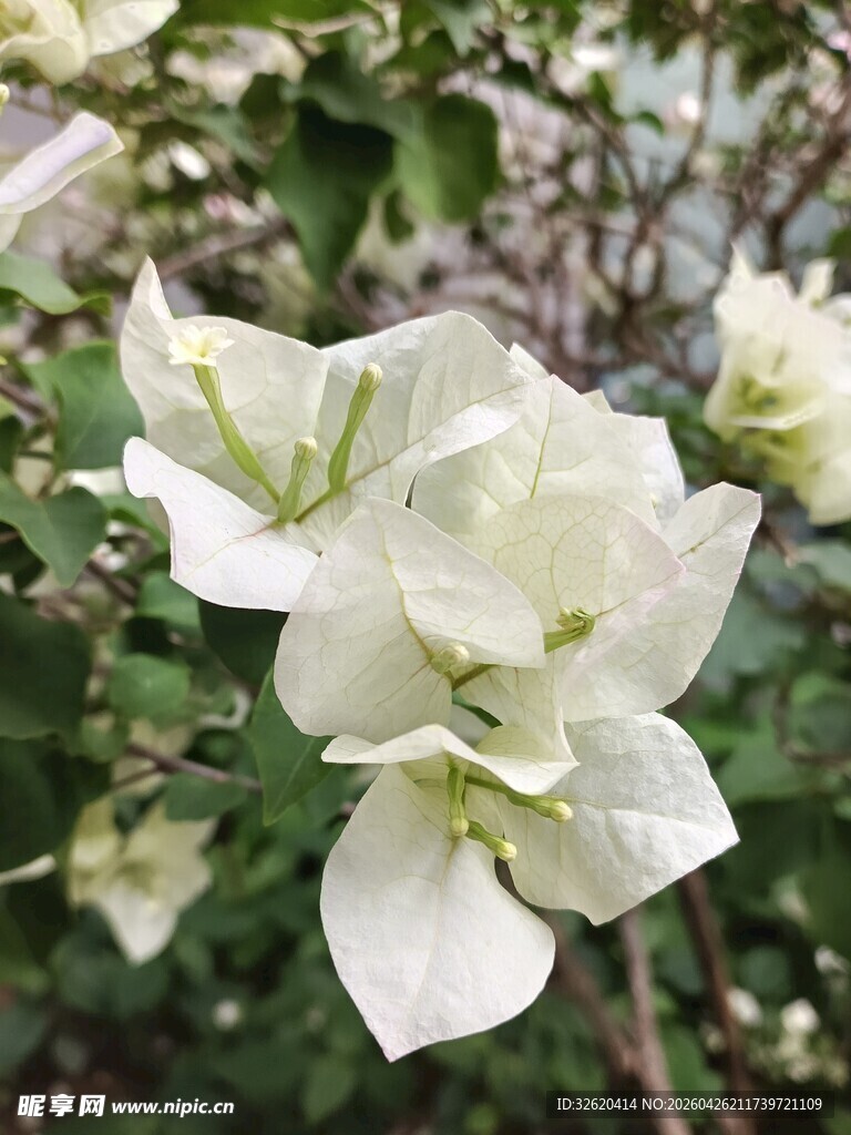 白色三角梅绽放