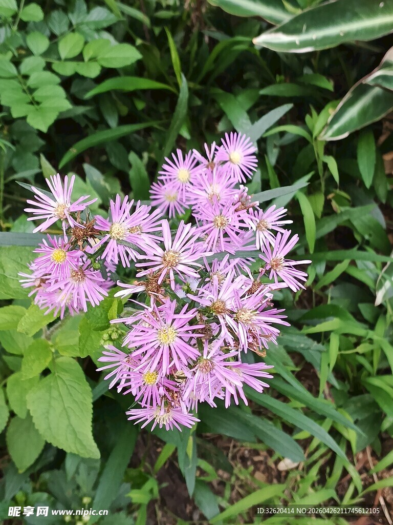 紫色娇美花卉绽放绿叶间
