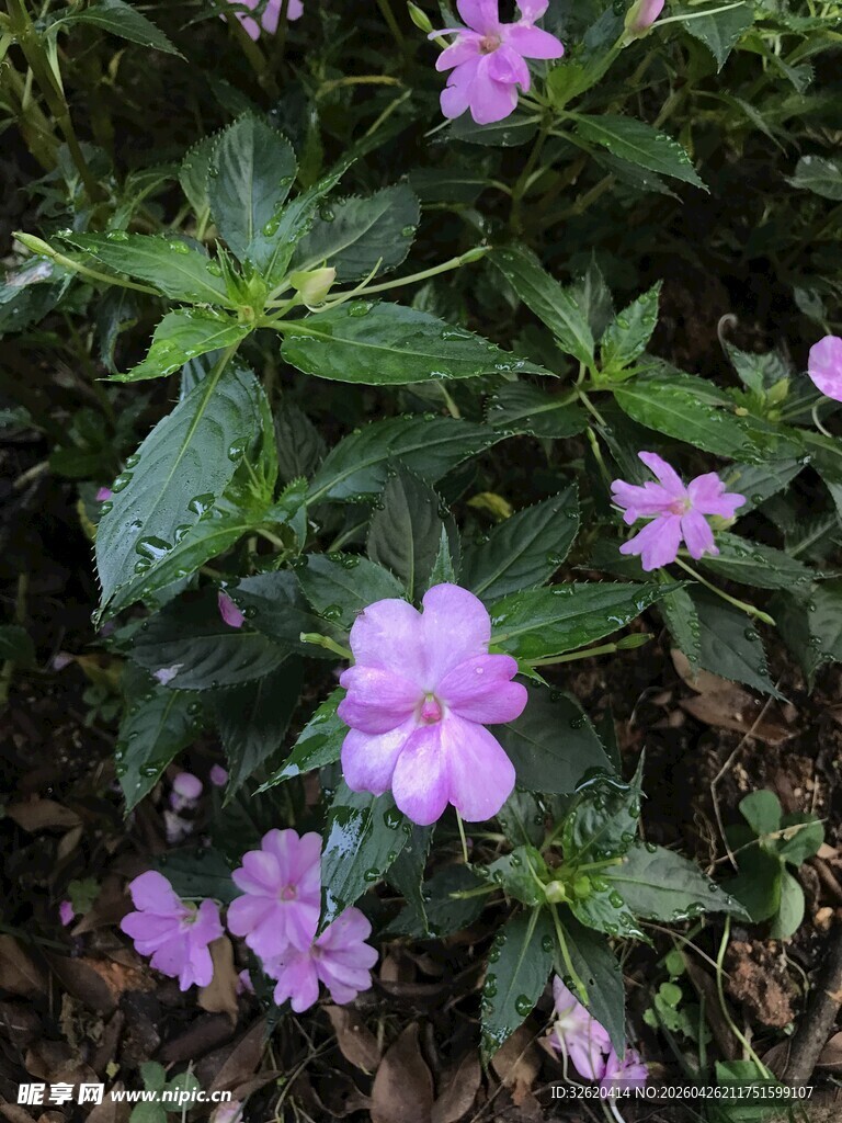 紫色小花绽放绿叶间