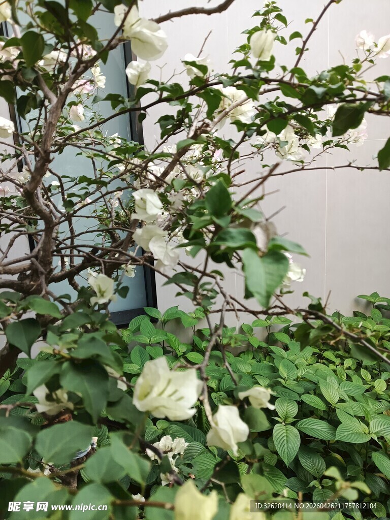 墙边绽放的白色花卉