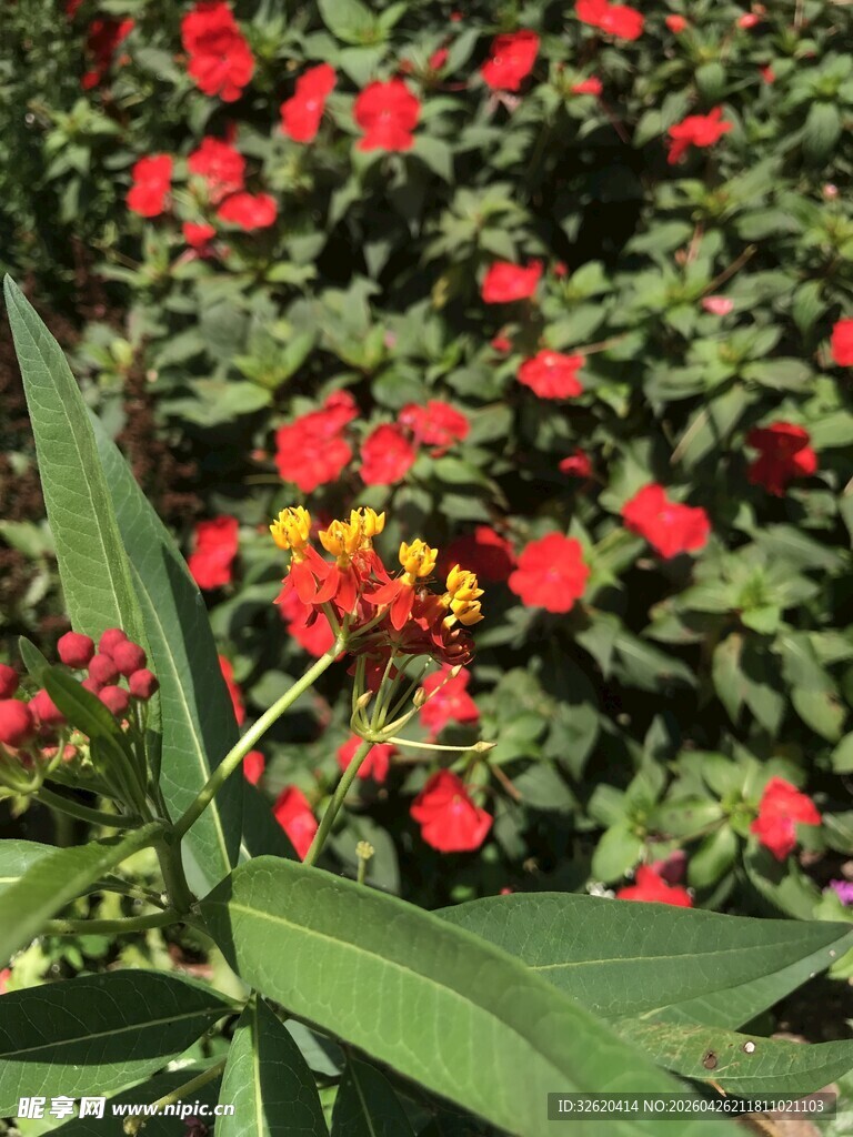 鲜艳花丛中的多彩花卉