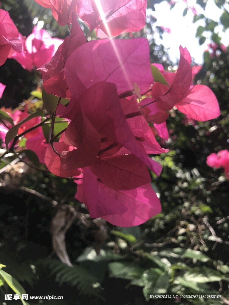 娇艳三角梅绽放于阳光下
