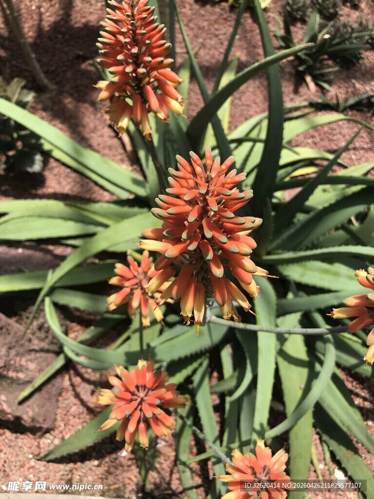 绽放的芦荟花