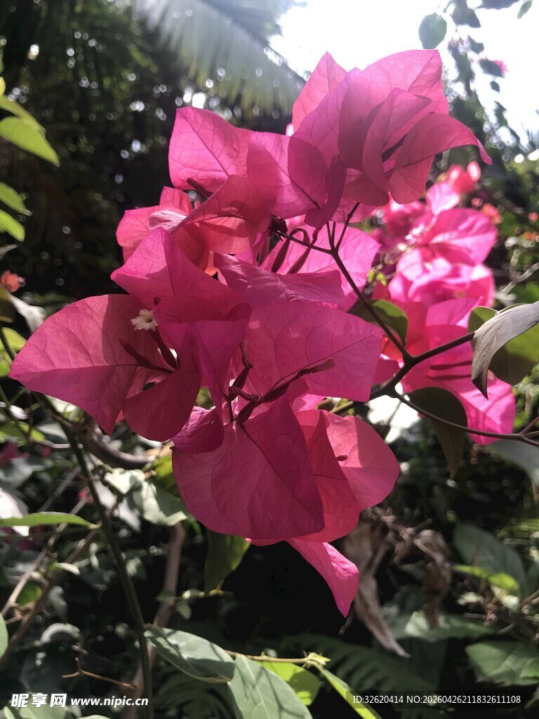 娇艳三角梅绽放