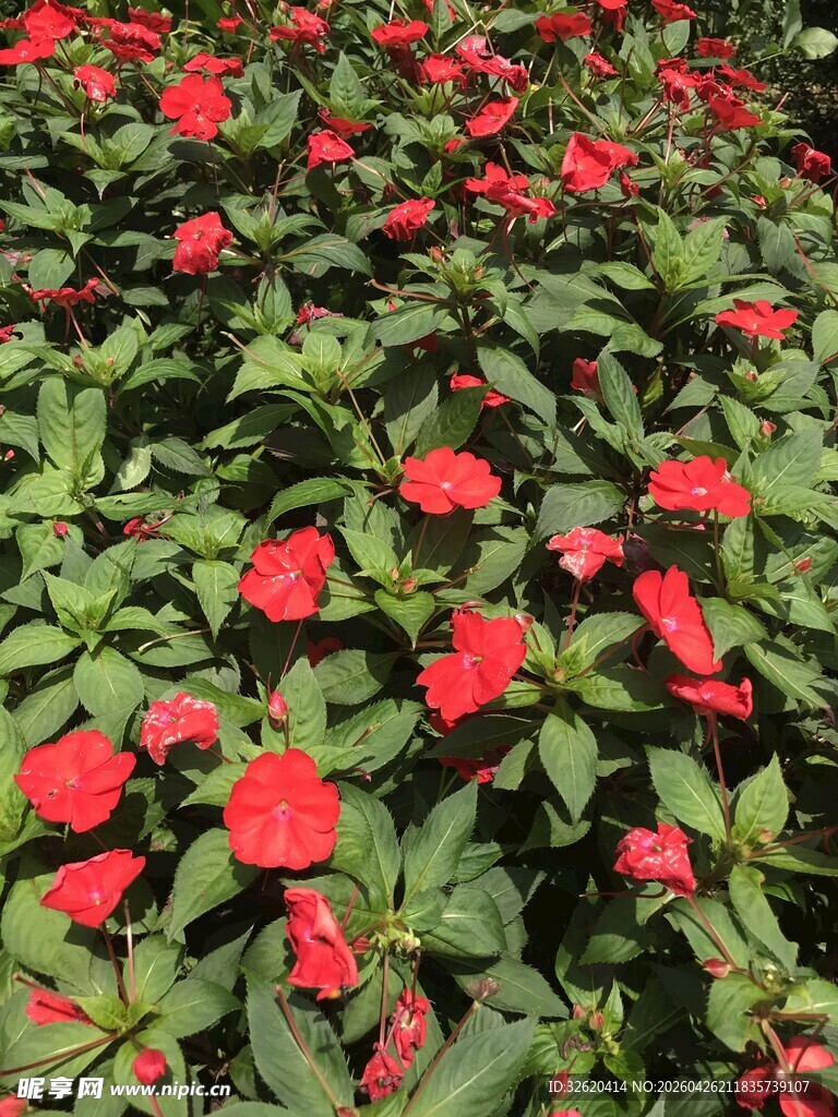 鲜艳红花朵朵开