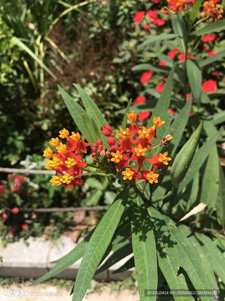 鲜艳多彩花卉与绿叶
