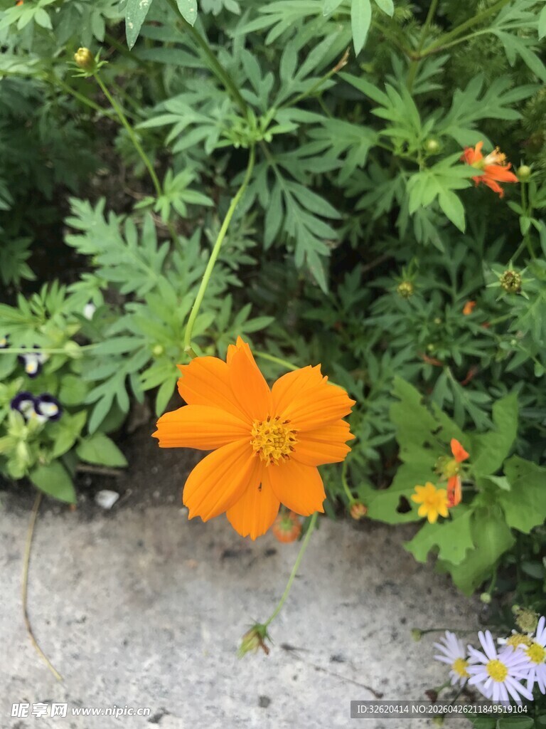 橙色花朵绽放于绿植间