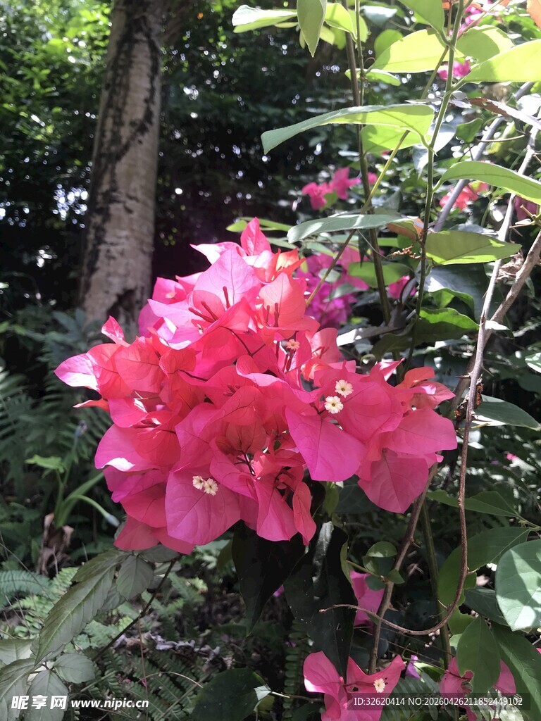 娇艳三角梅绽放于绿植间