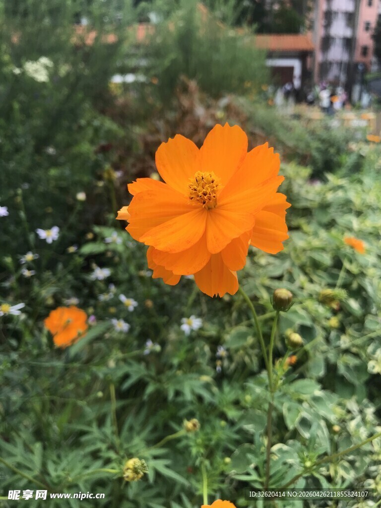 橙色波斯菊绽放于绿植间