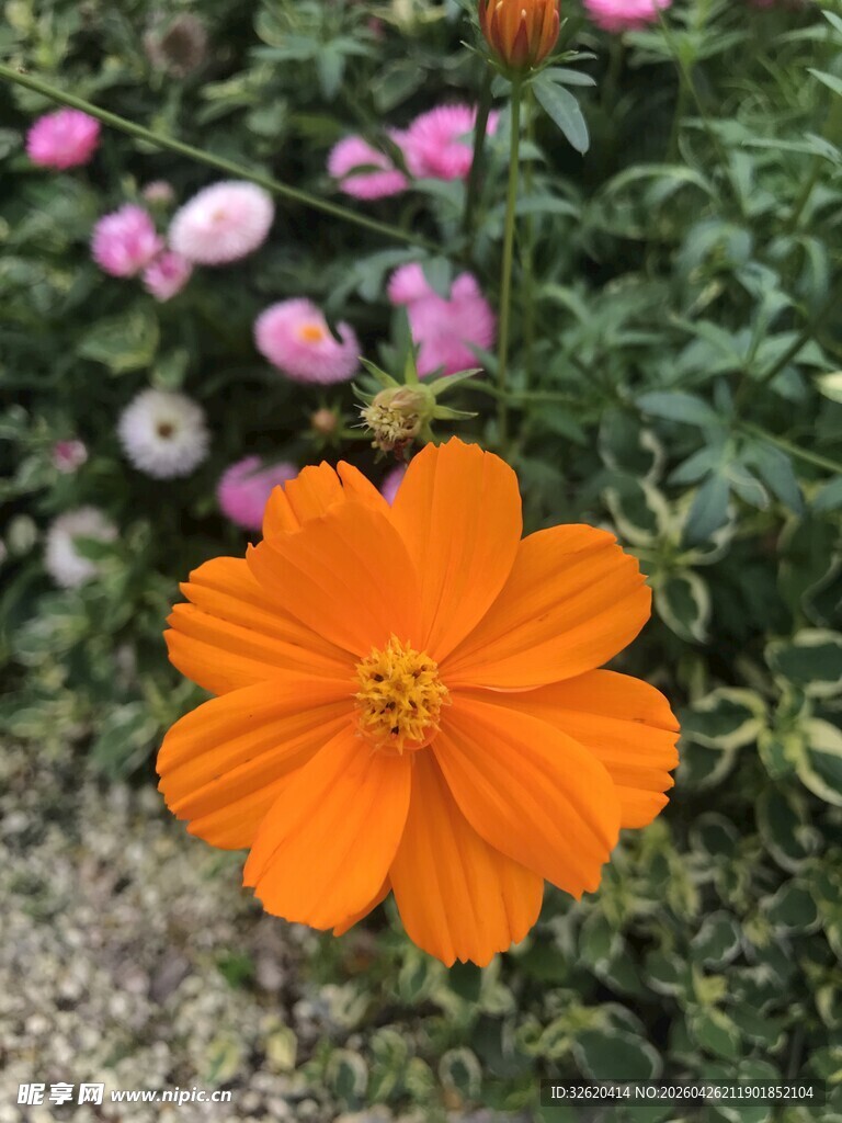 橙色波斯菊绽放花丛中