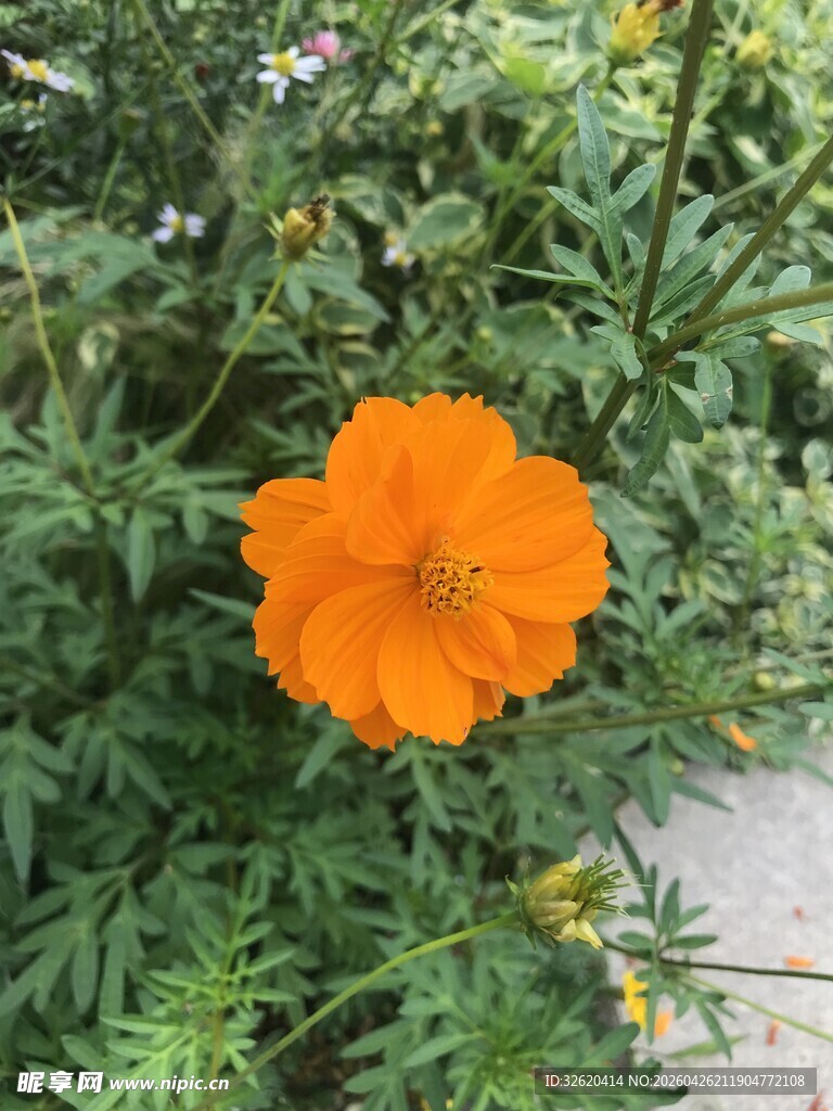 橙色花朵绽放于绿叶间