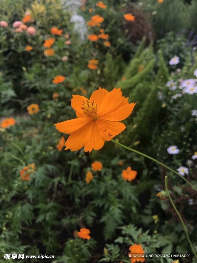 绽放的橙色波斯菊