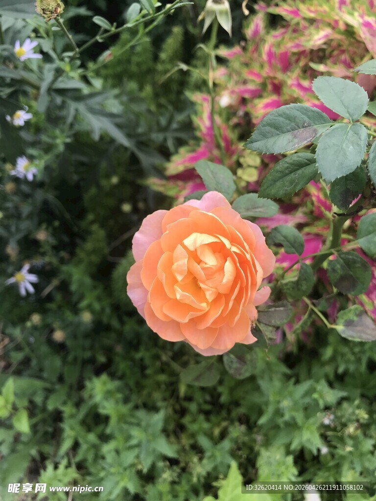 娇艳橙玫瑰绽放绿植间