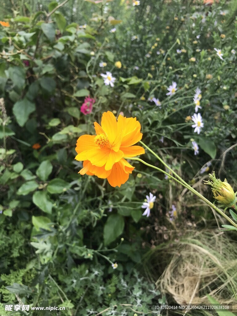 娇艳黄花朵于绿植间绽放