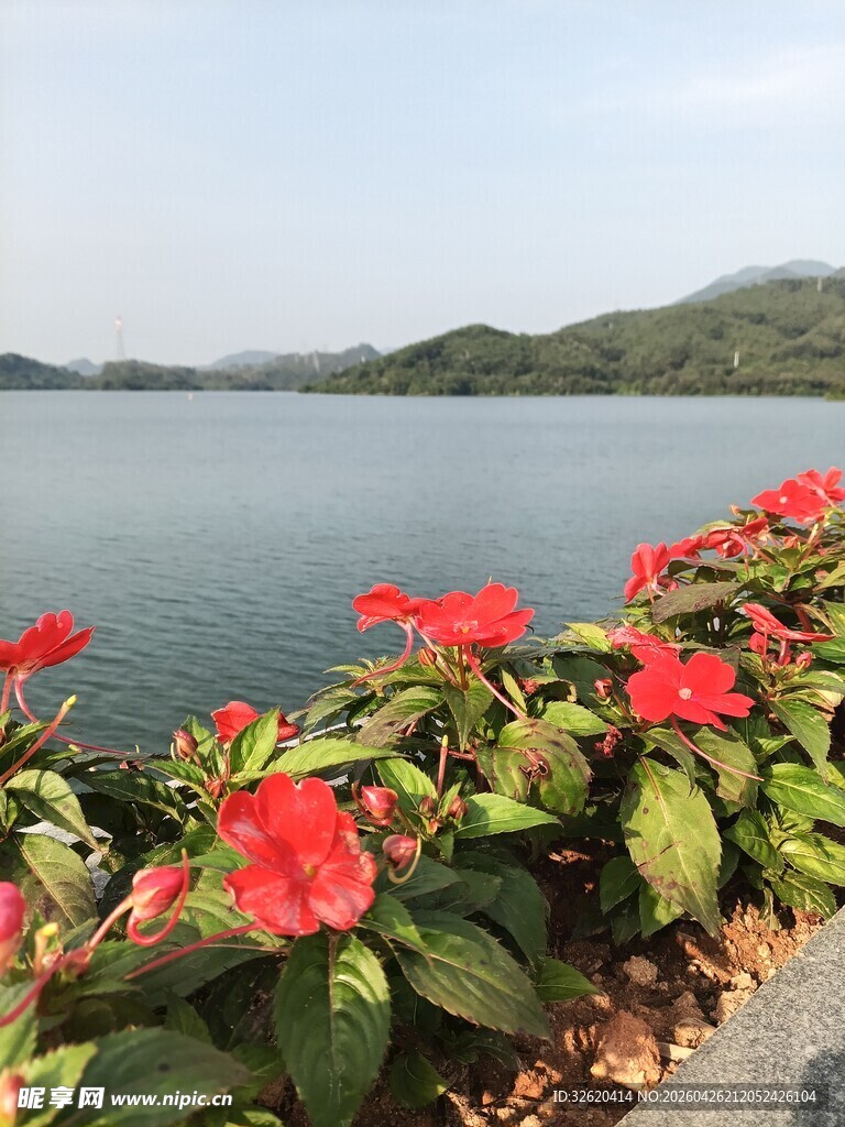 湖畔娇艳红花绽放