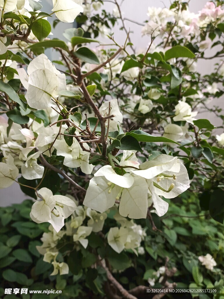 白色三角梅绽放