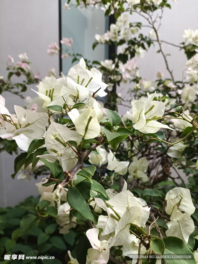 白色三角梅绽放