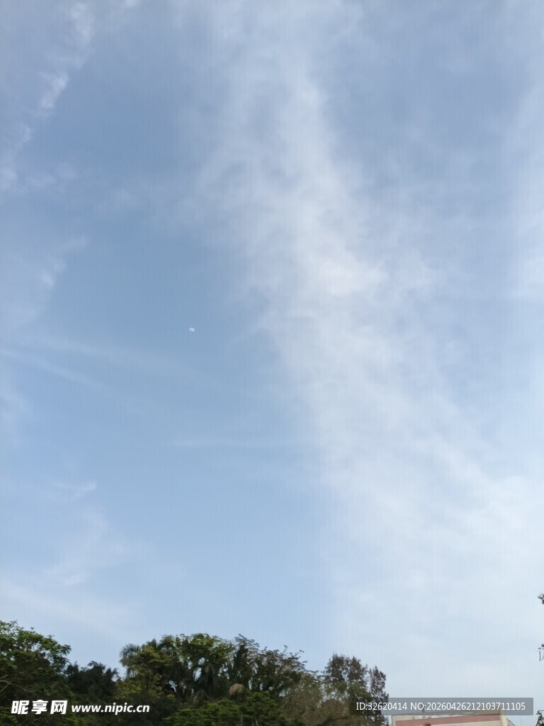 蓝天白云下的树梢风景