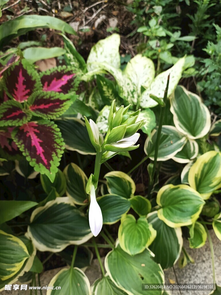 多彩叶片植物的美丽景致