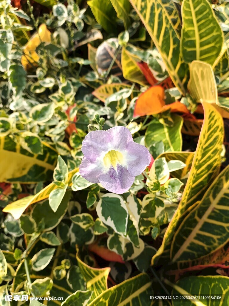 多彩叶片中的淡紫色小花
