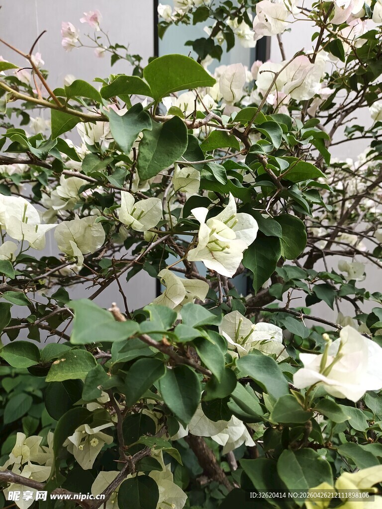 白色三角梅绽放