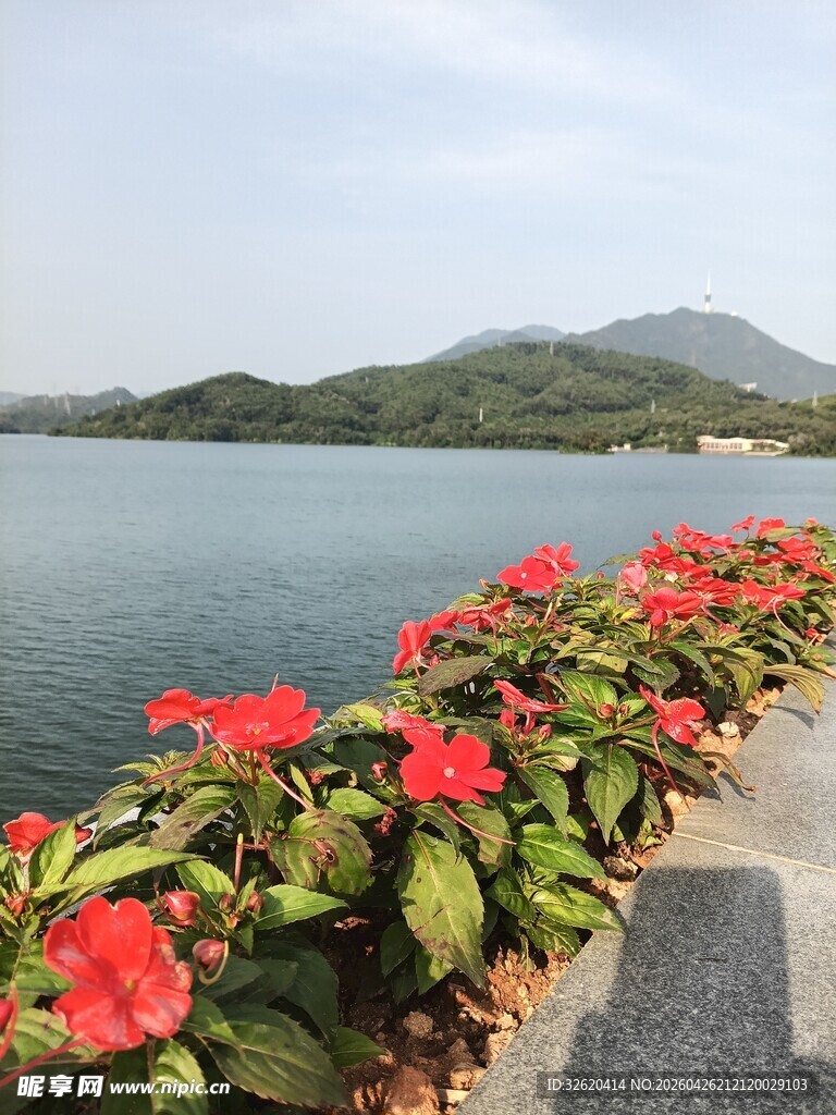 湖畔红花绽放