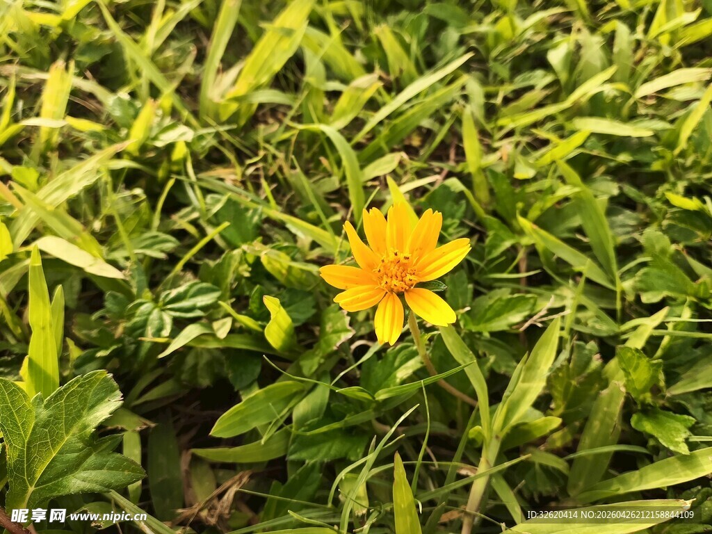 绿叶丛中的明艳小黄花