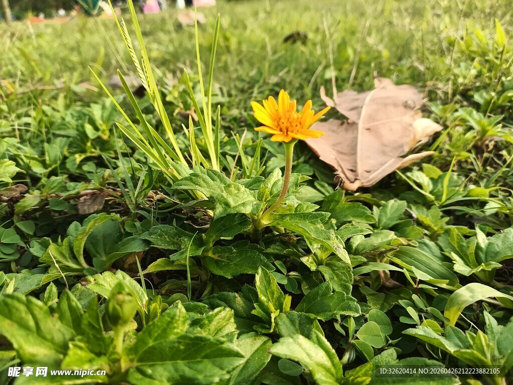 绿叶丛中一朵黄花